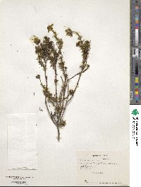 Bidens triplinervia image