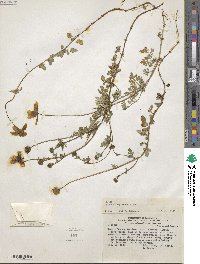 Bidens triplinervia image