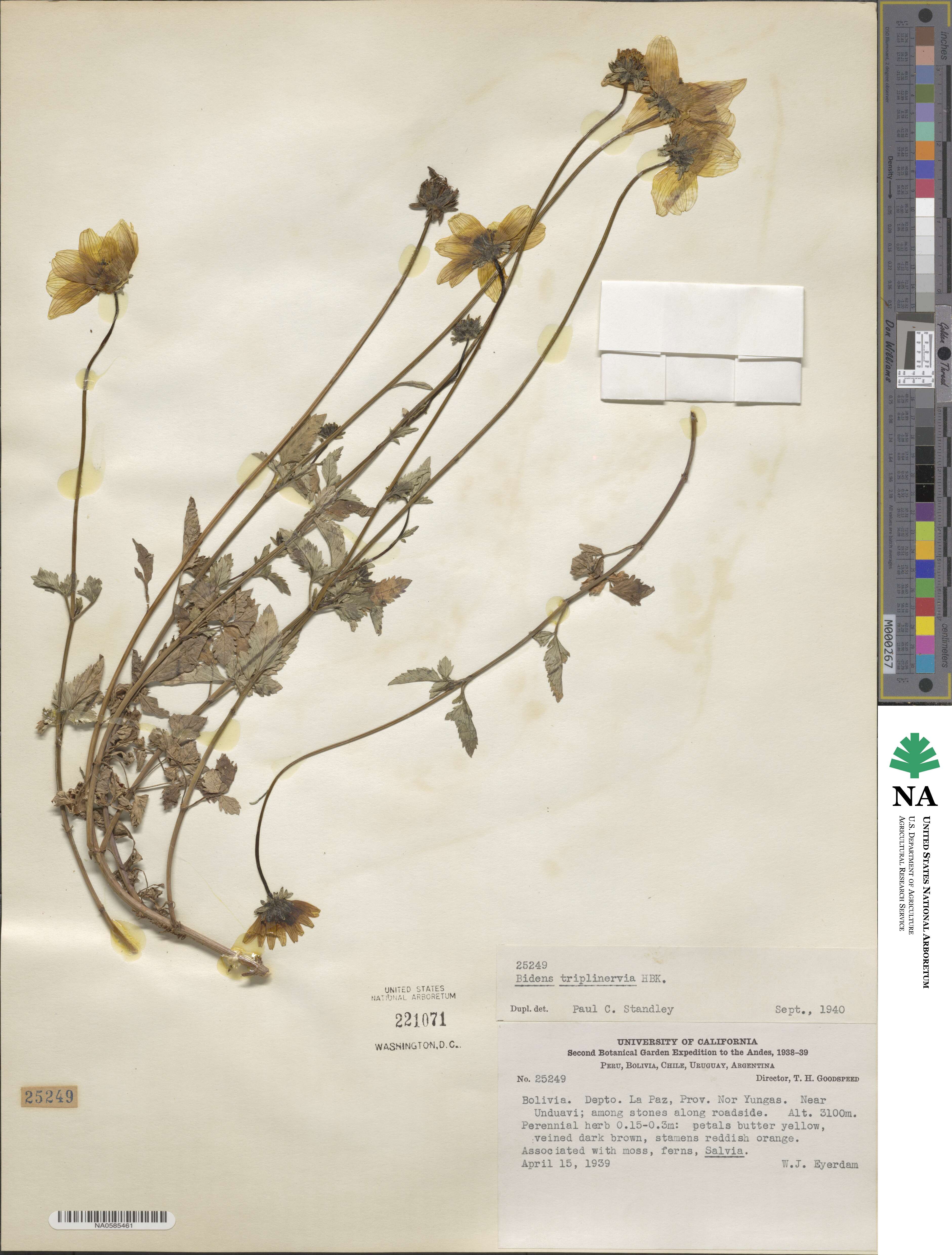 Bidens triplinervia image