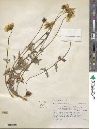 Bidens triplinervia image