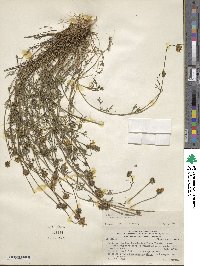 Bidens triplinervia image