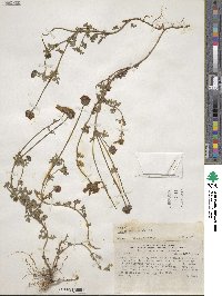 Bidens triplinervia image