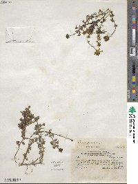 Bidens triplinervia image