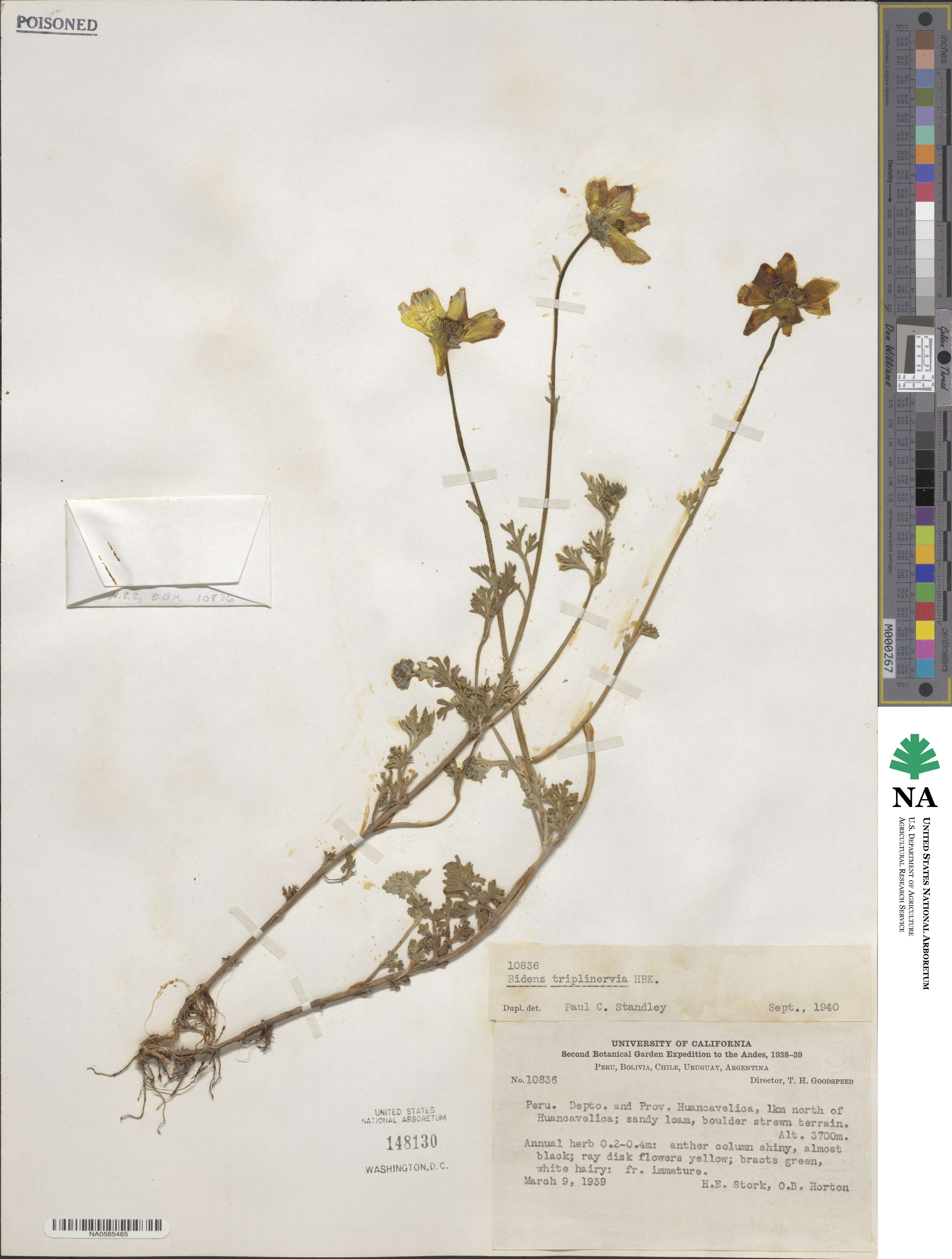 Bidens triplinervia image