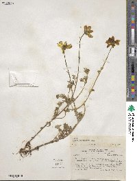 Bidens triplinervia image