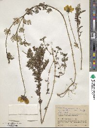 Bidens triplinervia image