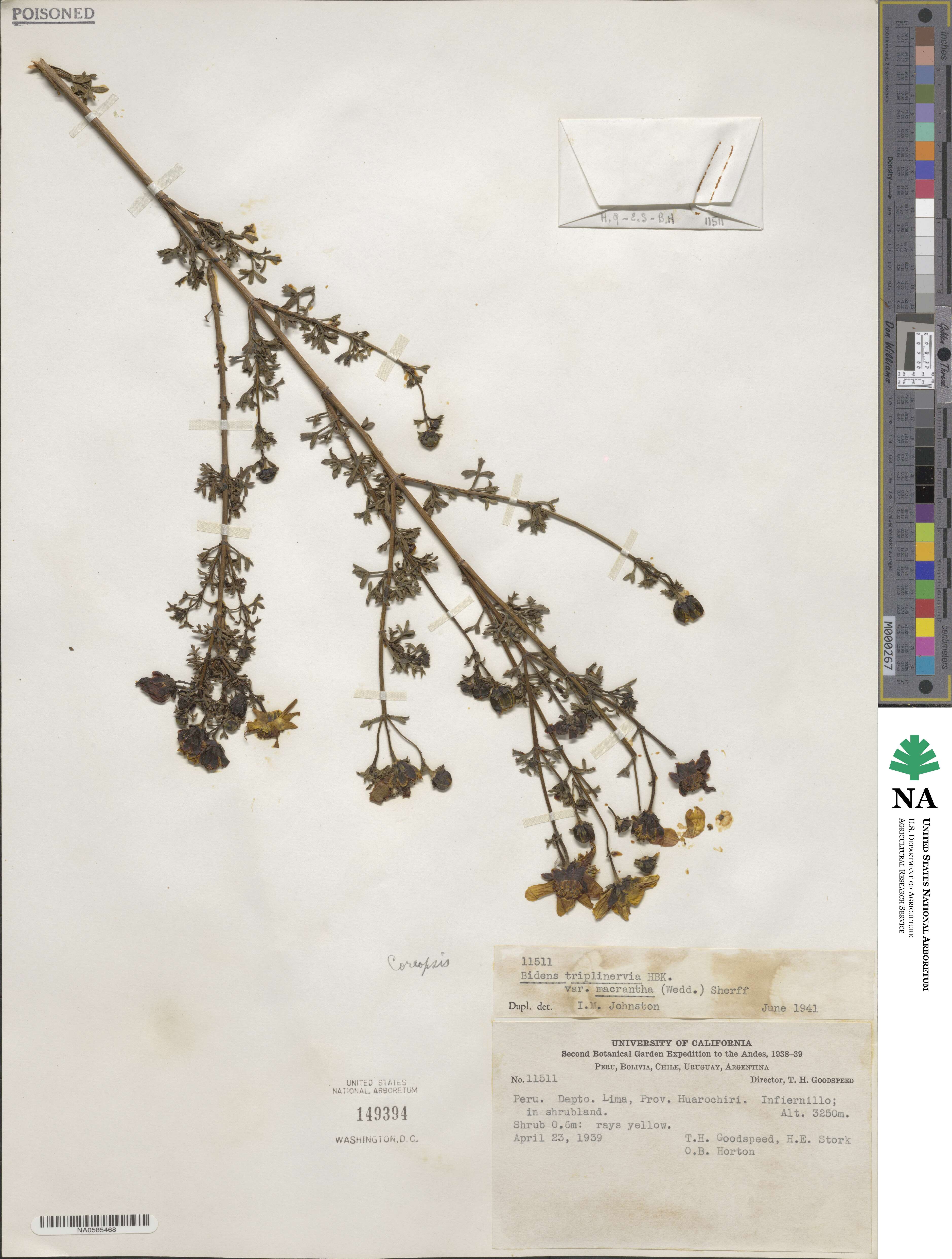 Bidens triplinervia var. macrantha image