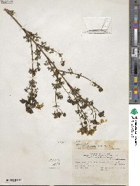 Bidens triplinervia var. macrantha image