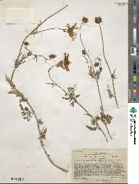 Bidens triplinervia image