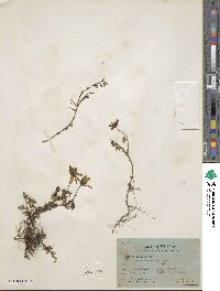 Bidens triplinervia image