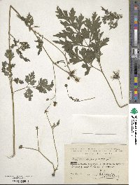 Bidens bipinnata image