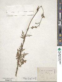 Bidens bipinnata image