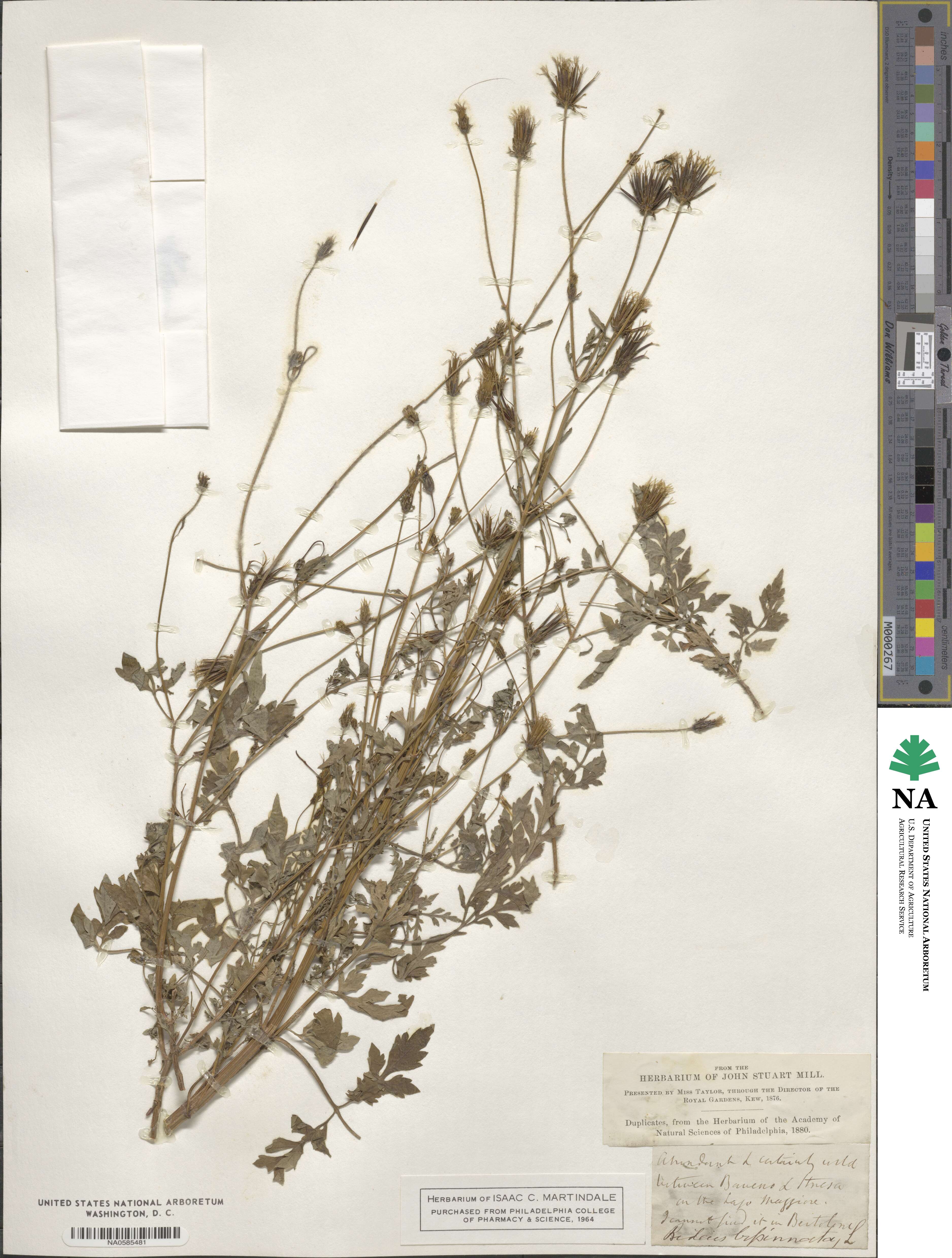 Bidens bipinnata image