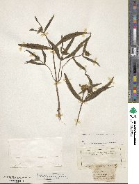 Bidens cernua image