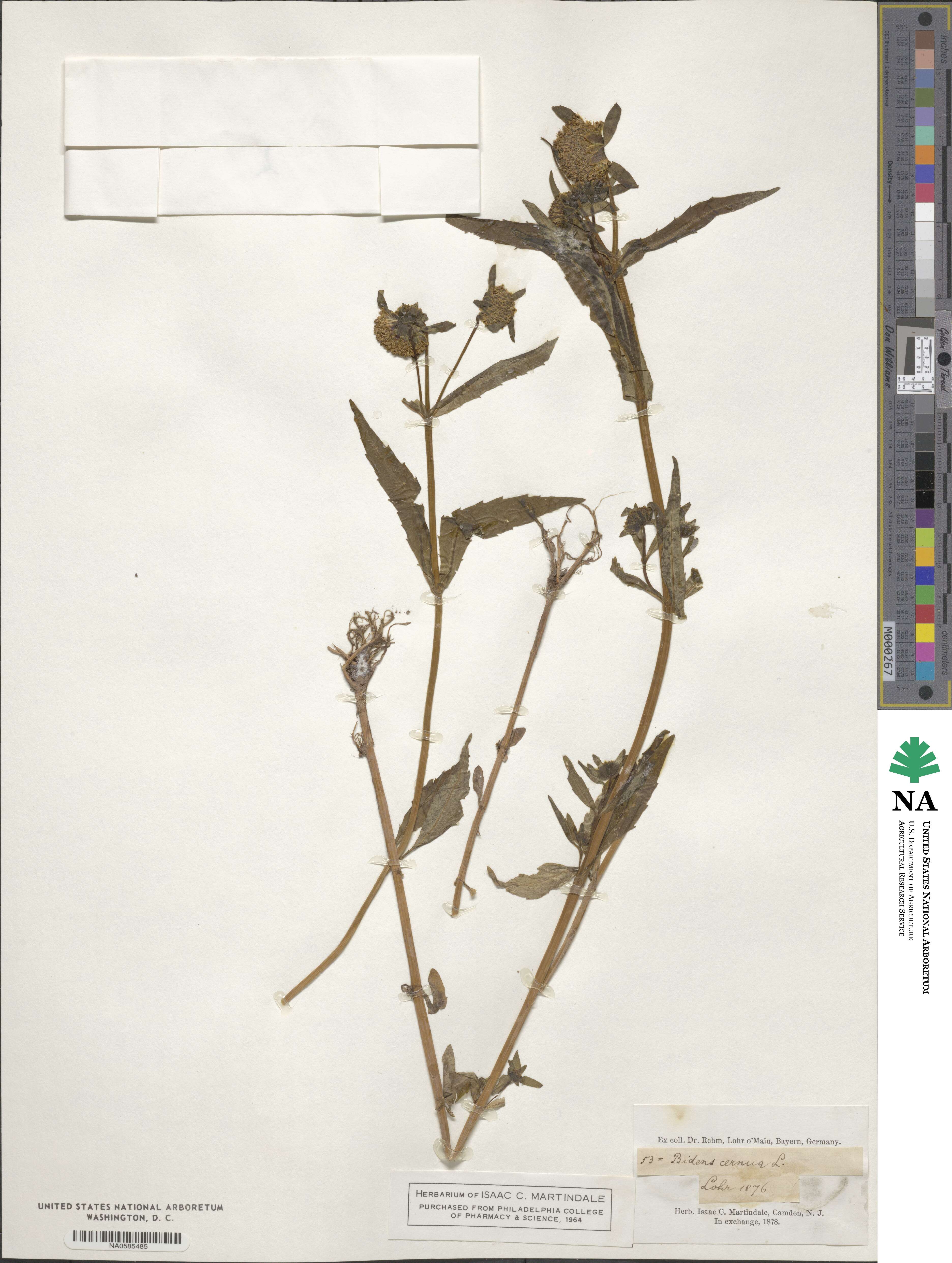 Bidens cernua image