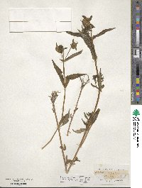 Bidens cernua image