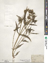 Bidens cernua image