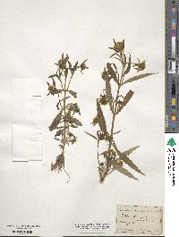 Bidens cernua image