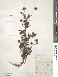 Bidens discoidea image