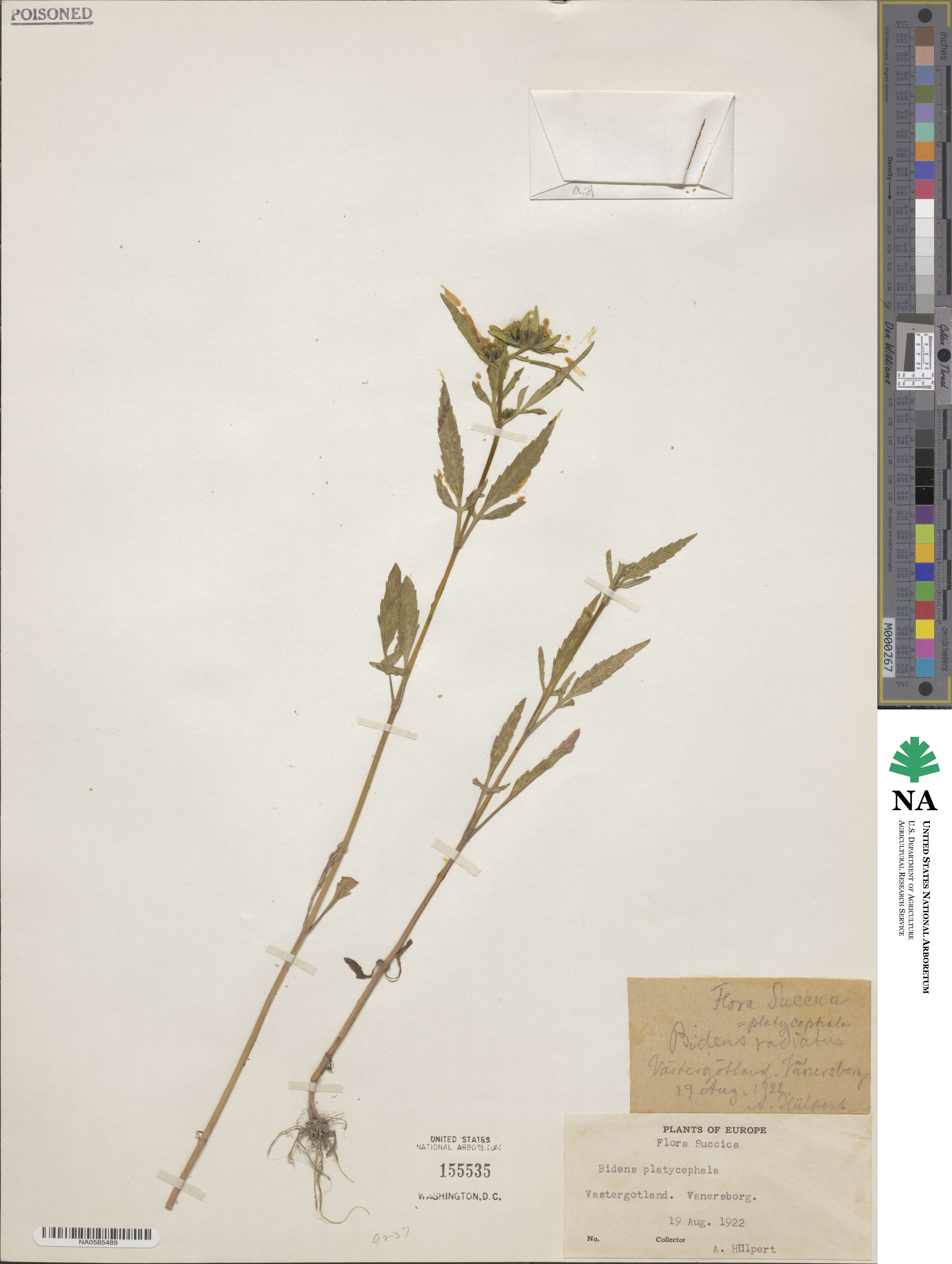 Bidens tripartita subsp. tripartita image