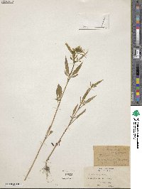 Bidens tripartita subsp. tripartita image