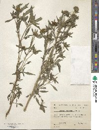 Bidens radiata image