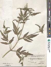 Bidens tripartita image