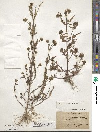 Bidens tripartita image