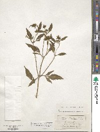 Bidens tripartita image