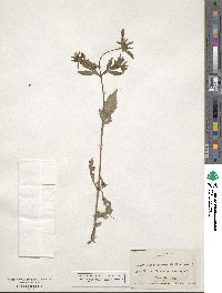 Bidens tripartita image