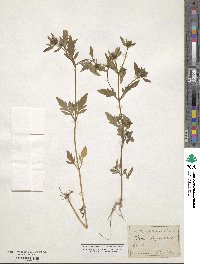 Bidens tripartita image