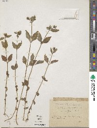 Bidens tripartita image