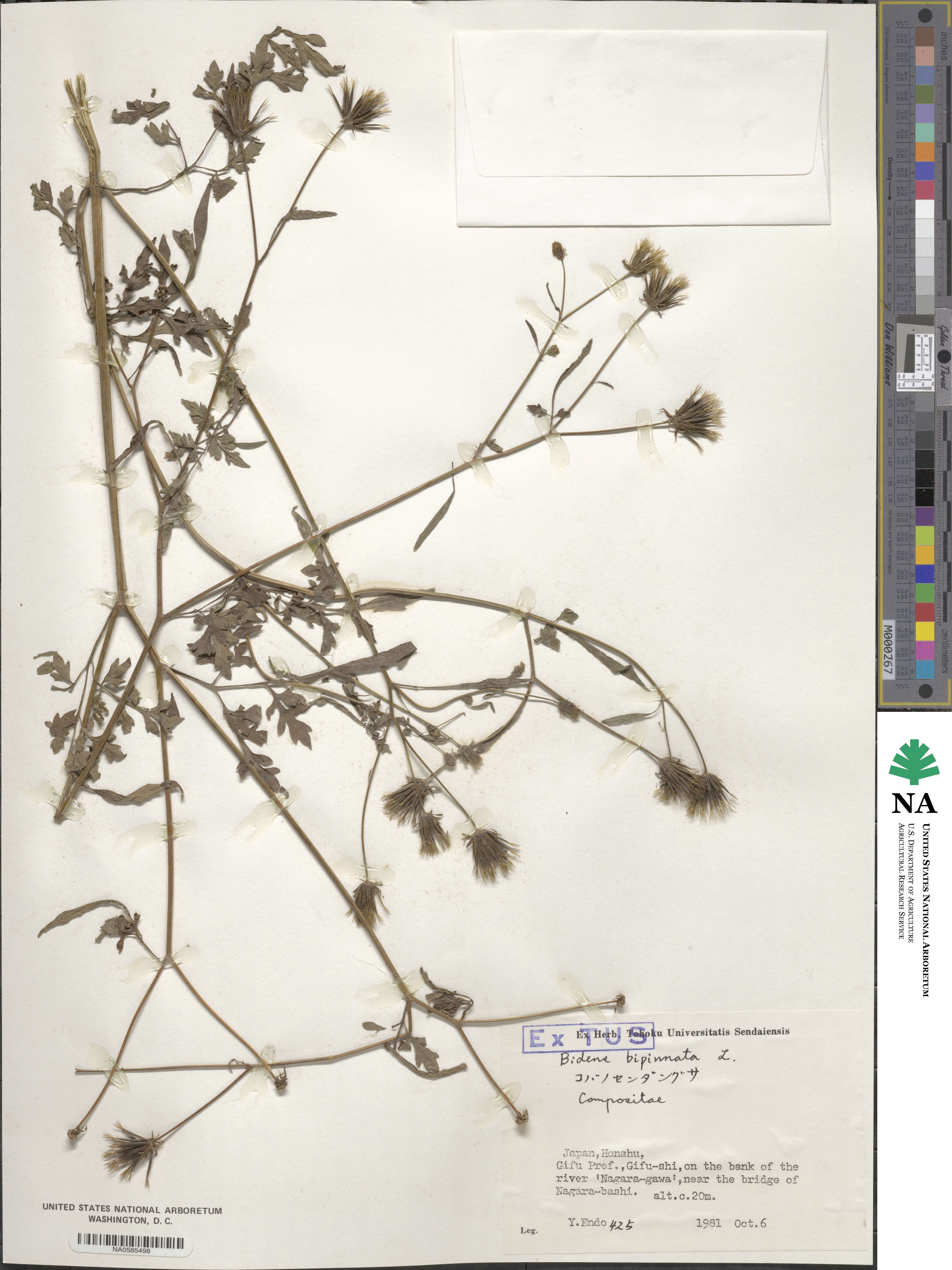 Bidens bipinnata image