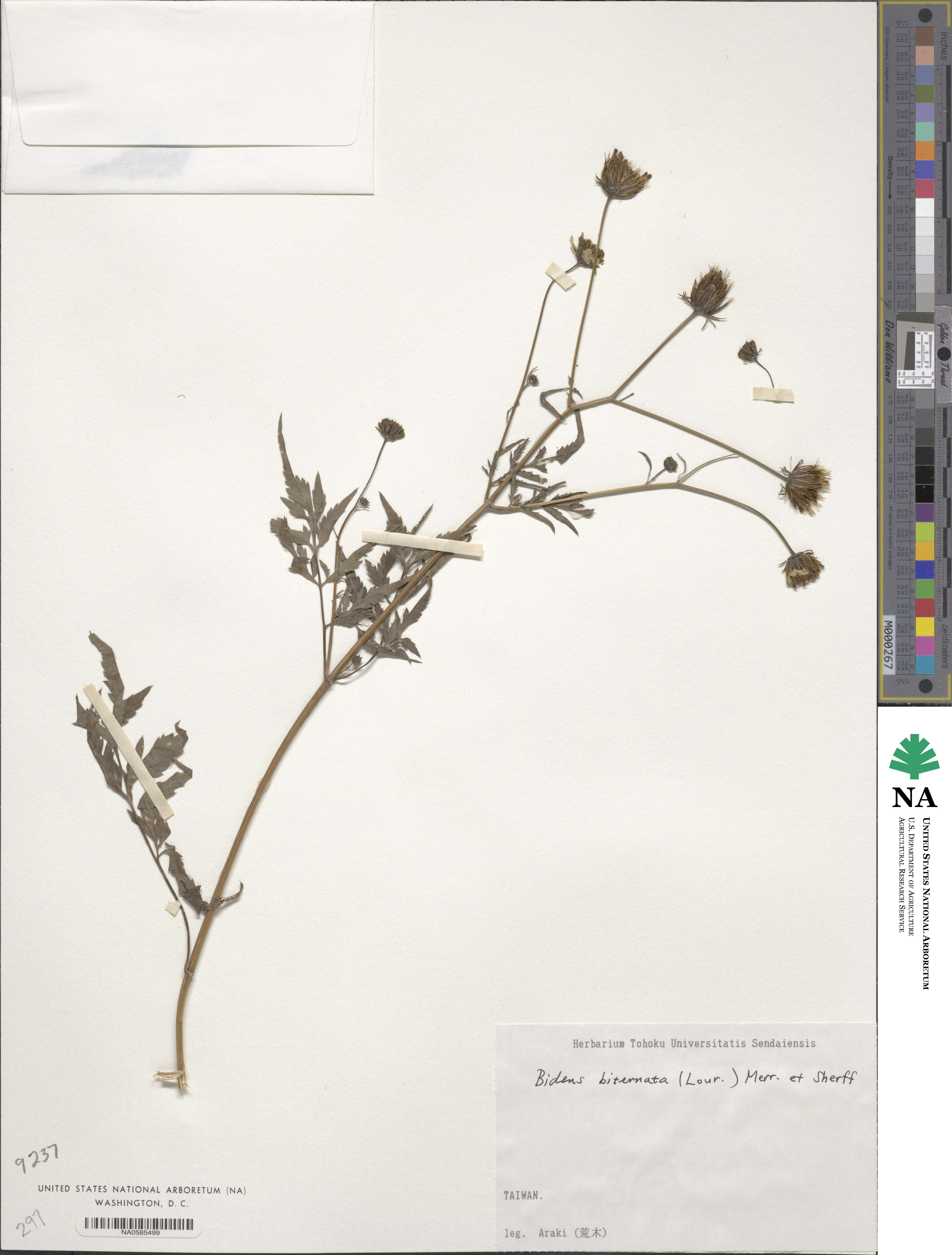 Bidens biternata image