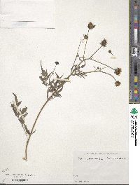 Bidens biternata image