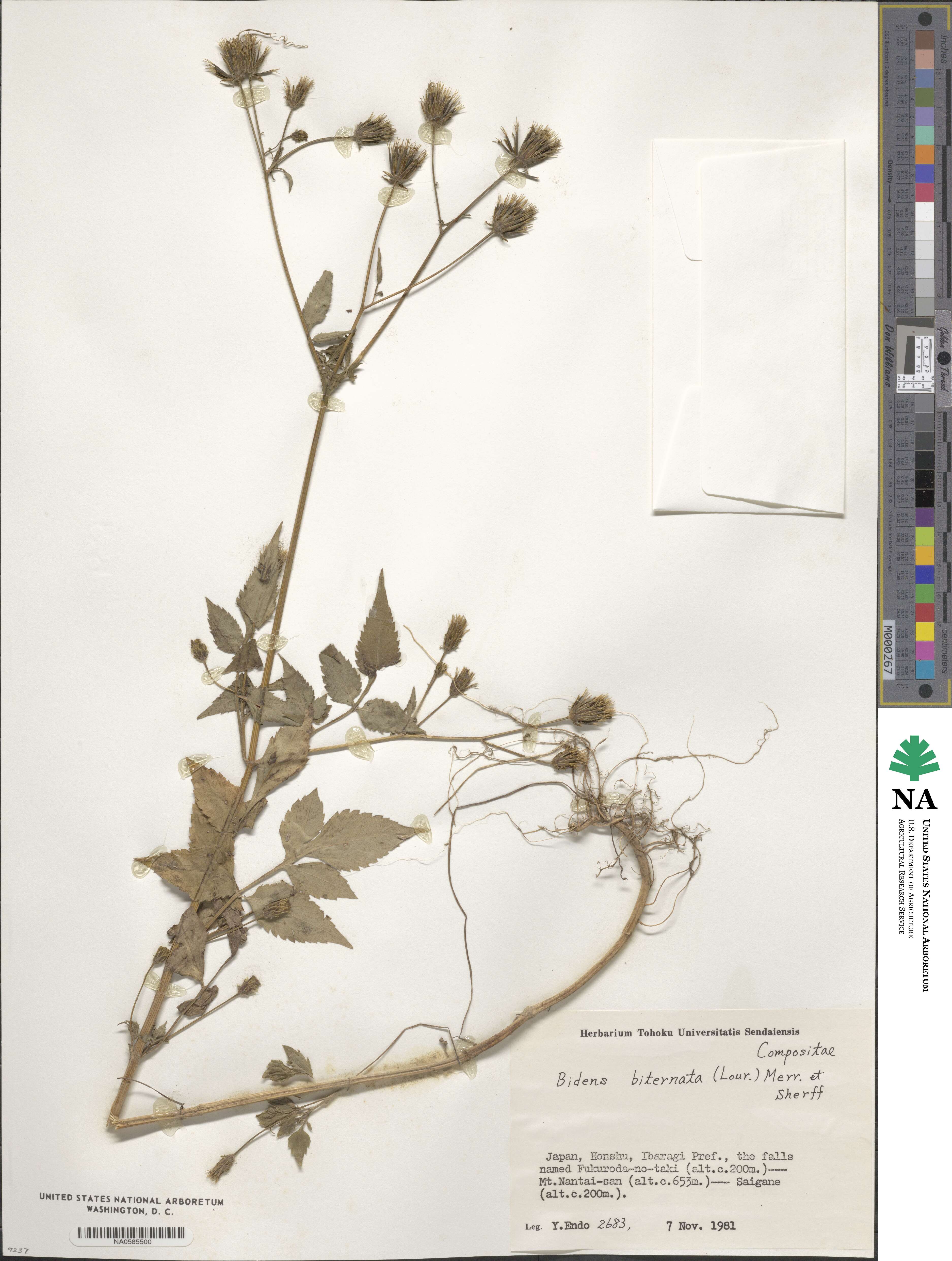 Bidens biternata image