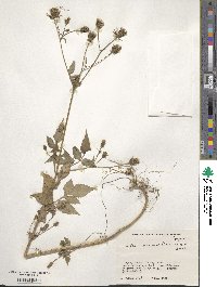 Bidens biternata image