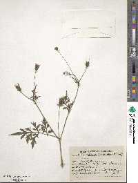 Bidens biternata image