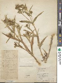 Bidens cernua image