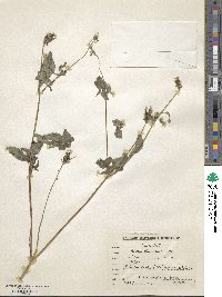 Bidens biternata image