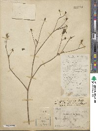 Bidens biternata image