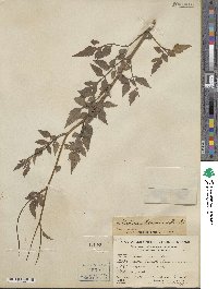 Bidens biternata image