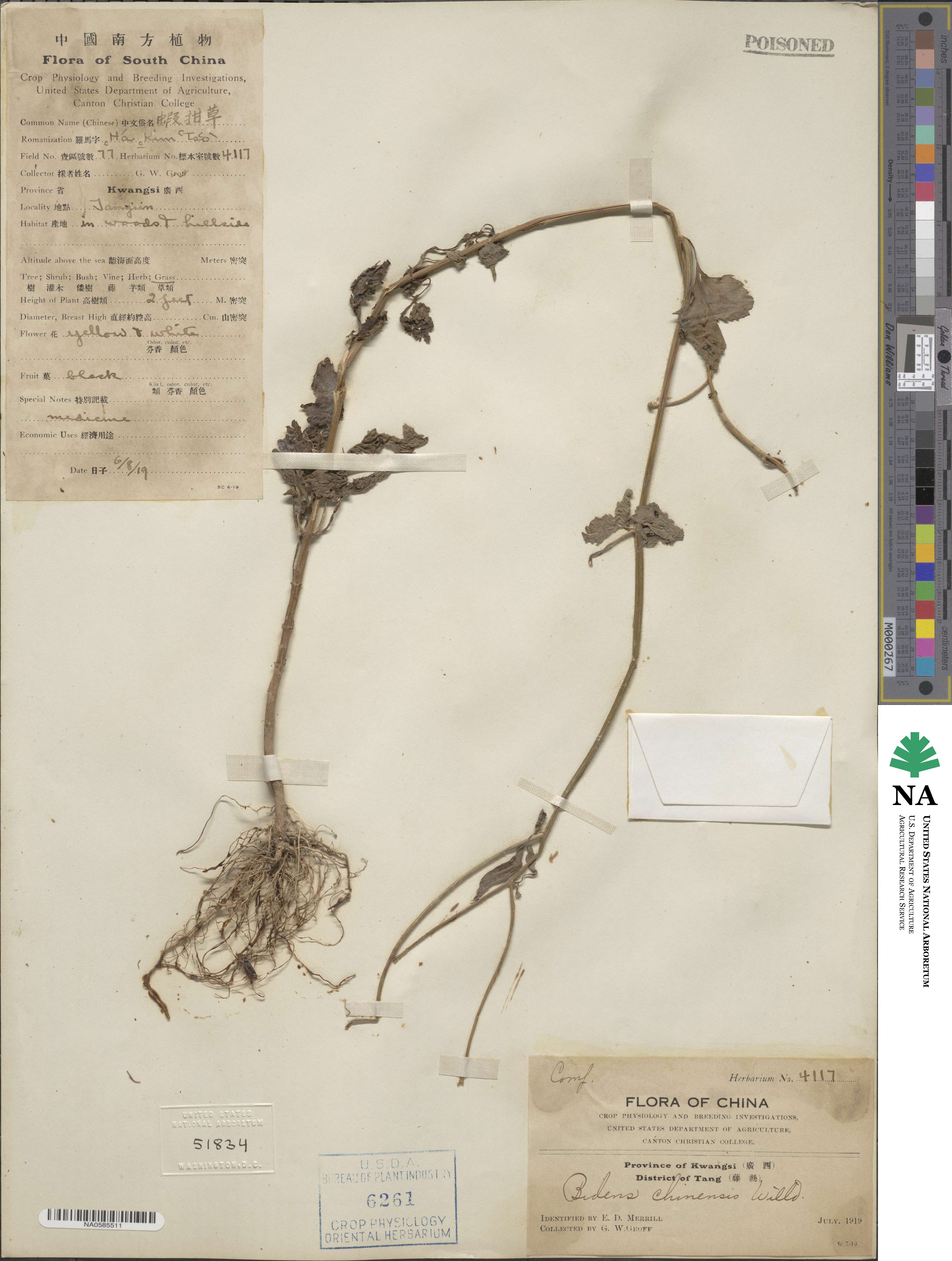 Bidens biternata image