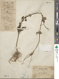 Bidens biternata image