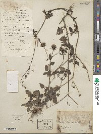 Bidens biternata image