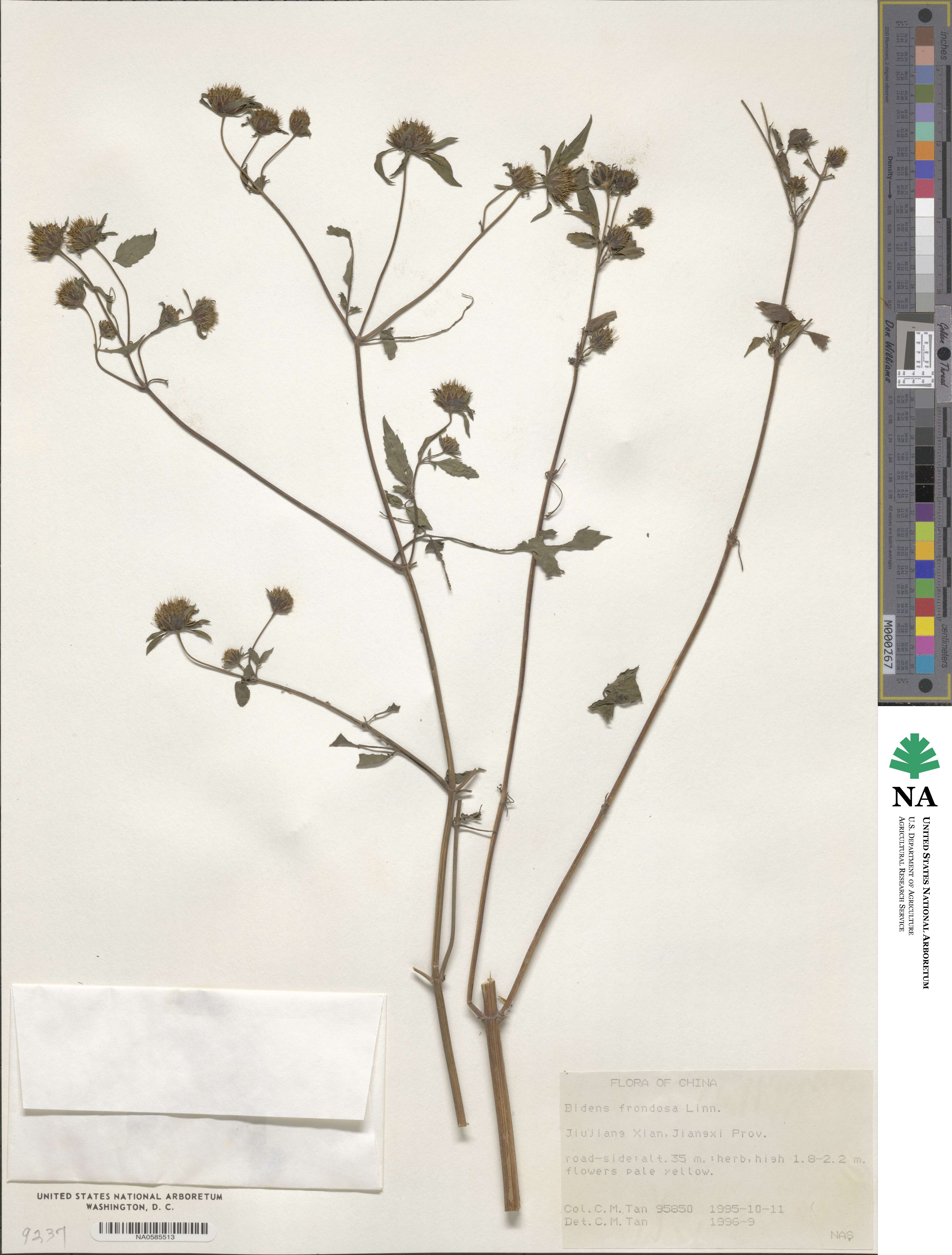 Bidens frondosa image