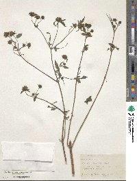 Bidens frondosa image