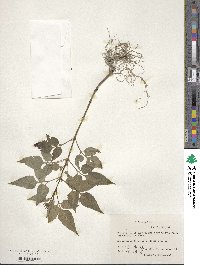 Bidens pilosa image