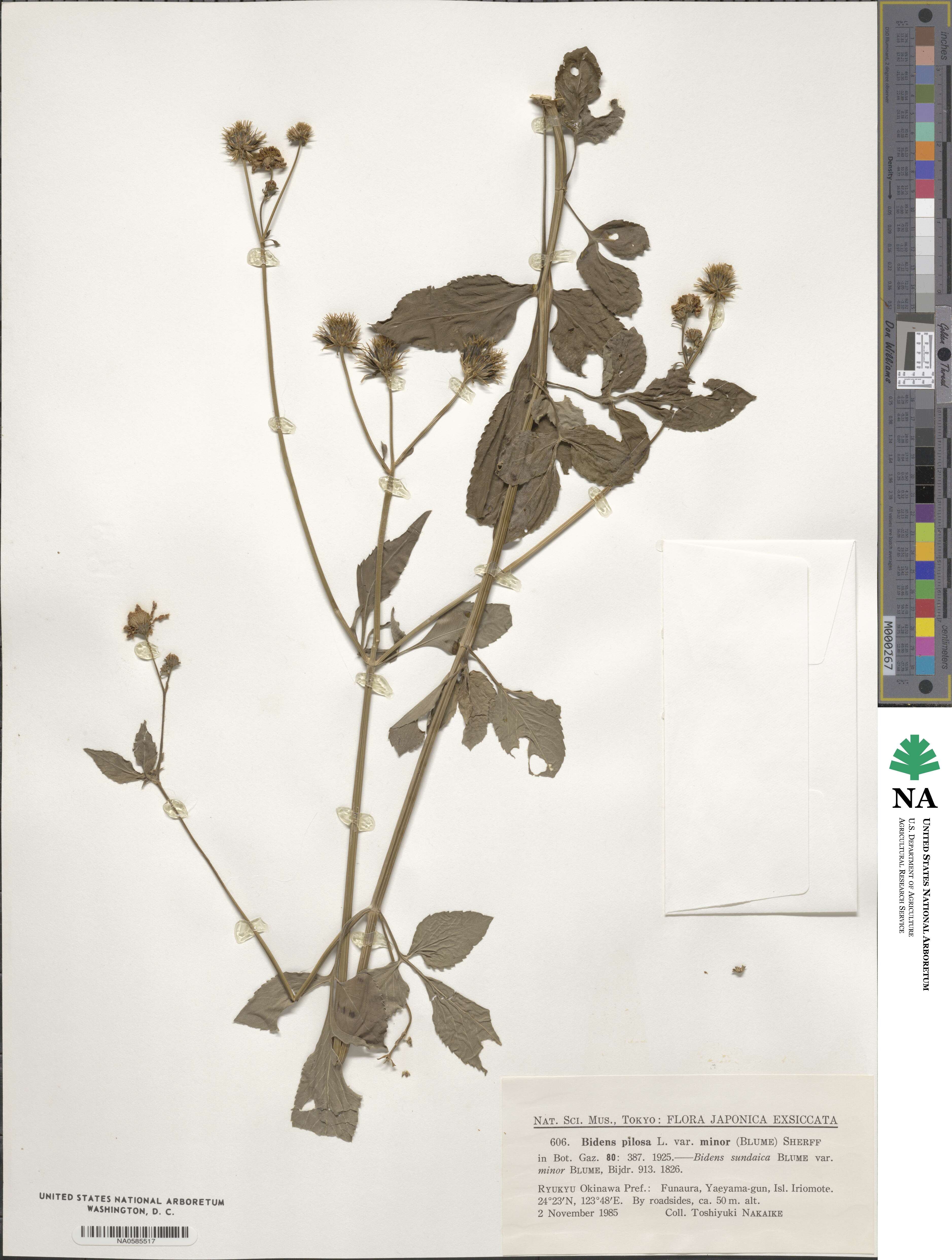 Bidens pilosa image