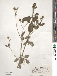 Bidens pilosa image